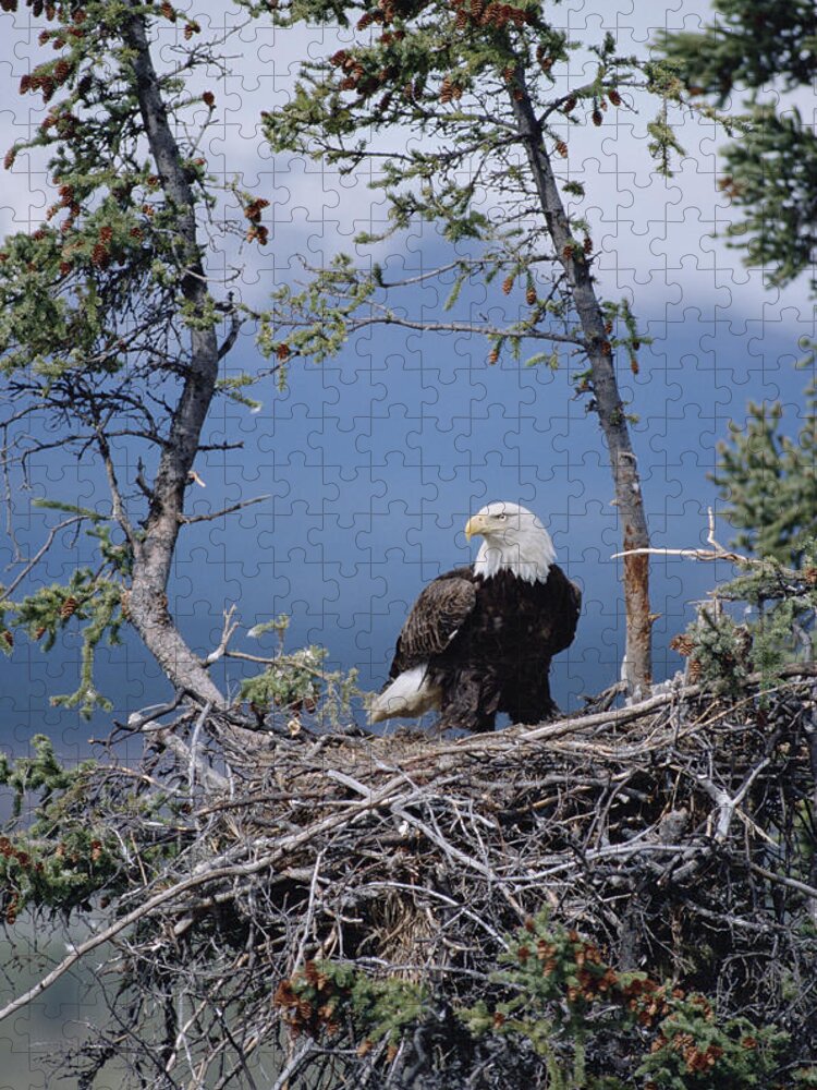 Feb0514 Jigsaw Puzzle featuring the photograph Bald Eagle Parent On Nest Alaska by Michael Quinton