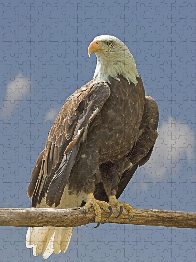 Bald Eagle Jigsaw Puzzle featuring the photograph Bald Eagle Portrait by John Vose