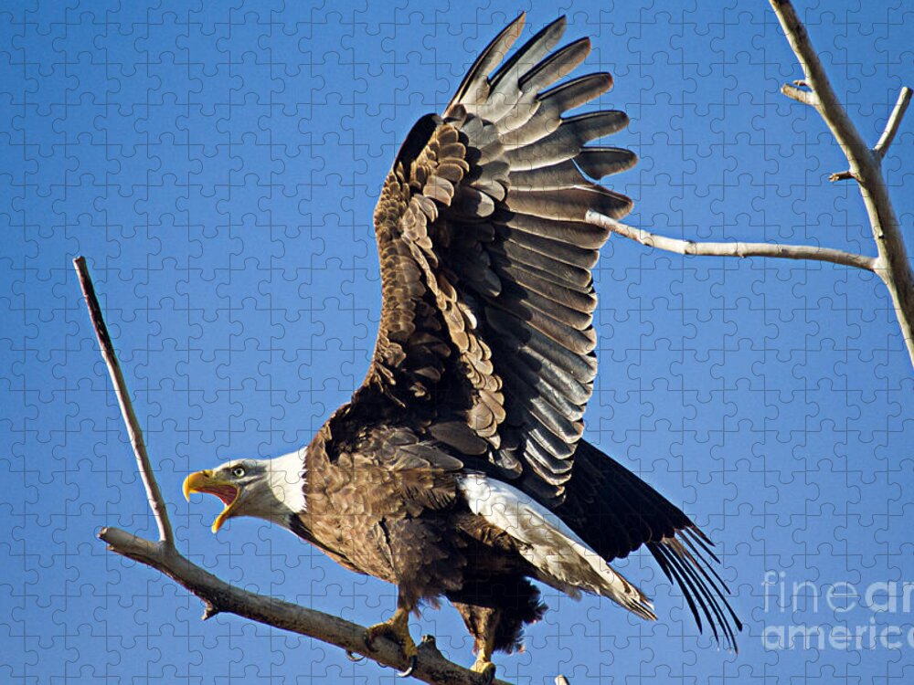 Bald Eagle Jigsaw Puzzle featuring the photograph Bald Eagle Pre Flight Announcement by Bob Hislop