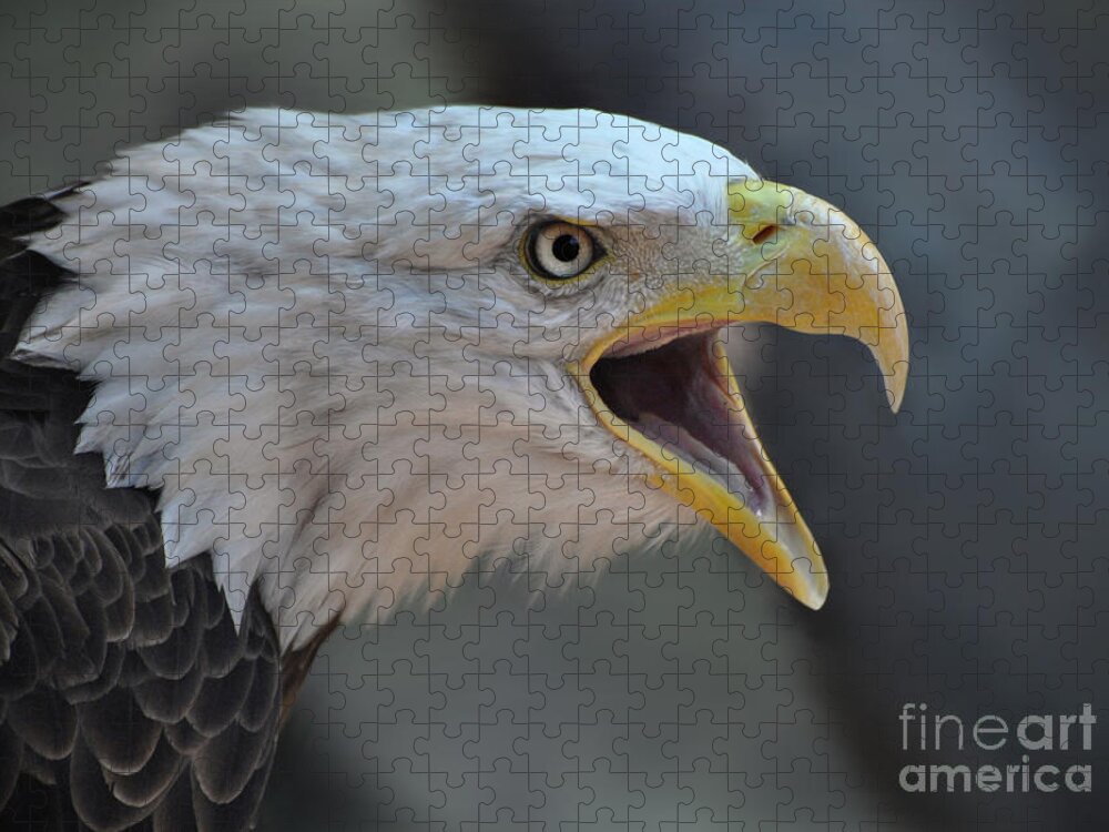 Bald Eagle Jigsaw Puzzle featuring the photograph Bald Eagle by Savannah Gibbs