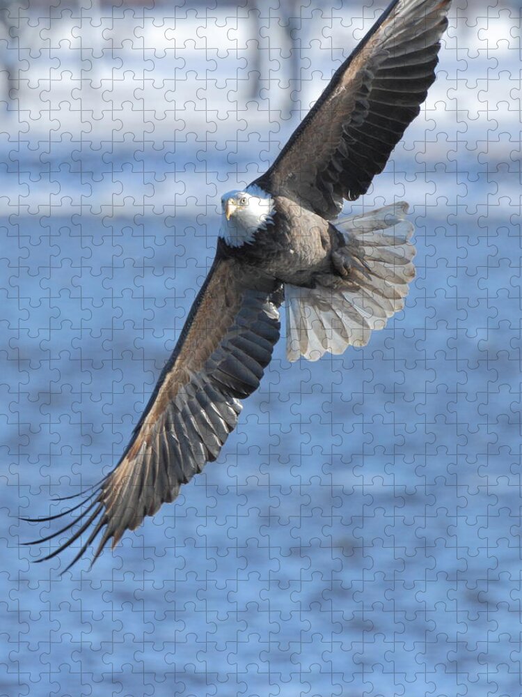 American Bald Eagle Jigsaw Puzzle featuring the photograph Bald Eagle Turn by Coby Cooper