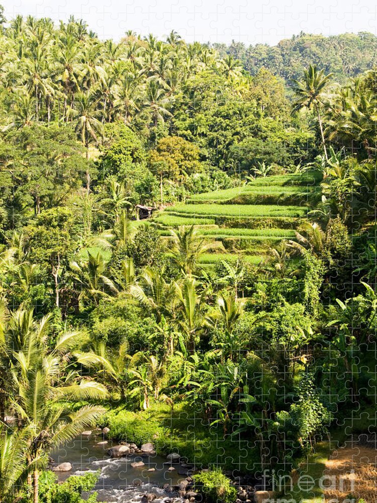 Indonesia Jigsaw Puzzle featuring the photograph Bali Sayan Rice Terraces by Rick Piper Photography