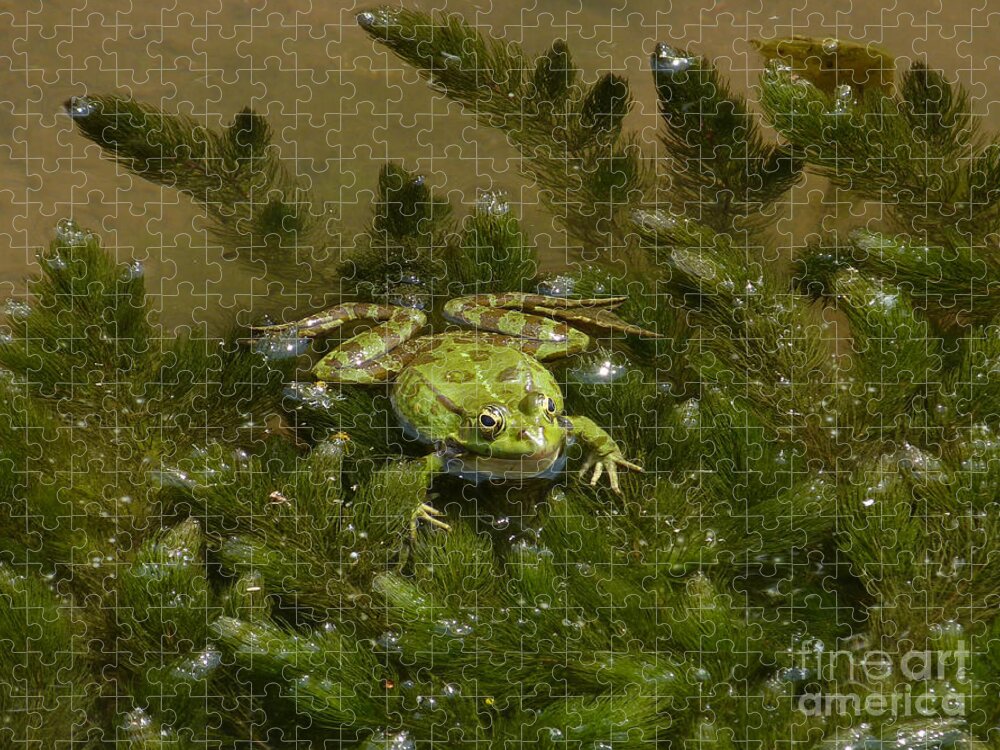 Frog Jigsaw Puzzle featuring the photograph Balkan Frog in stream by Phil Banks
