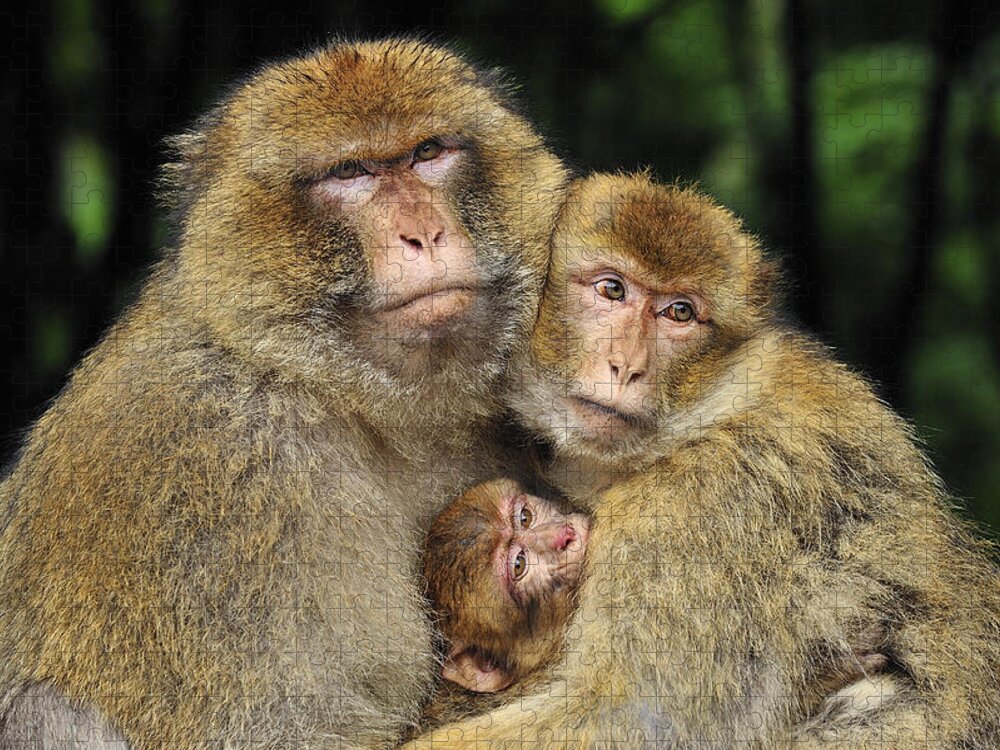 Feb0514 Jigsaw Puzzle featuring the photograph Barbary Macaque Family by Thomas Marent