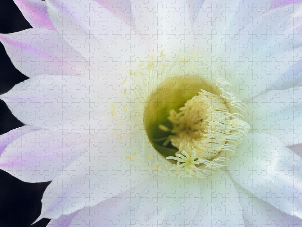 Pink Cactus Flower Jigsaw Puzzle featuring the photograph Barely Pink II by Tamara Becker