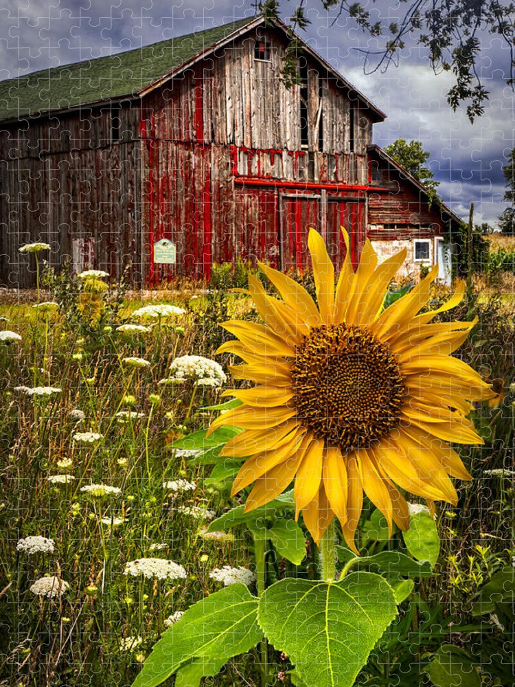 Barn Jigsaw Puzzle featuring the photograph Barn Meadow Flowers by Debra and Dave Vanderlaan