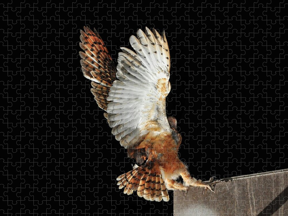 Animal Themes Jigsaw Puzzle featuring the photograph Barn Owl by Bill Gracey