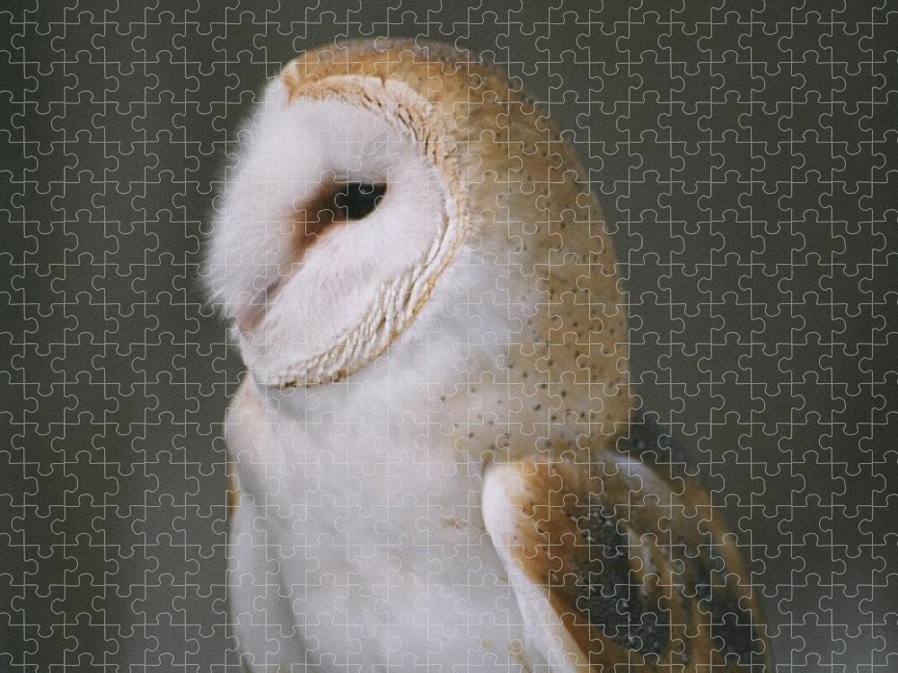 Barn Owl Jigsaw Puzzle featuring the photograph Barn Owl by David Porteus