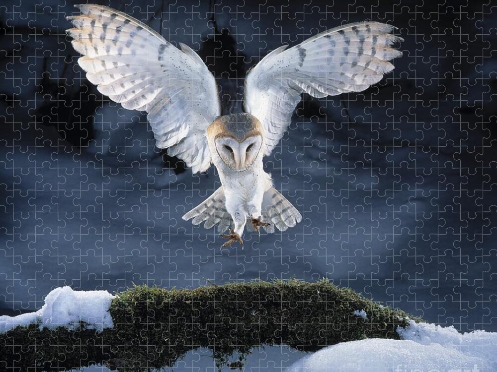 Bird Jigsaw Puzzle featuring the photograph Barn Owl Landing by Manfred Danegger