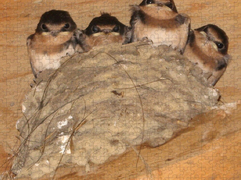 Barn Swallow Jigsaw Puzzle featuring the photograph Barn Swallow Chicks 2 by Conni Schaftenaar