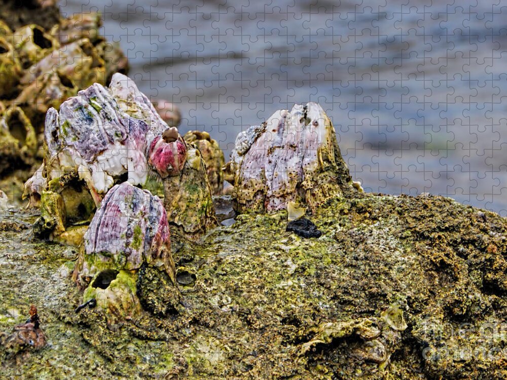 Barnacle Jigsaw Puzzle featuring the photograph Barnacles by Olga Hamilton