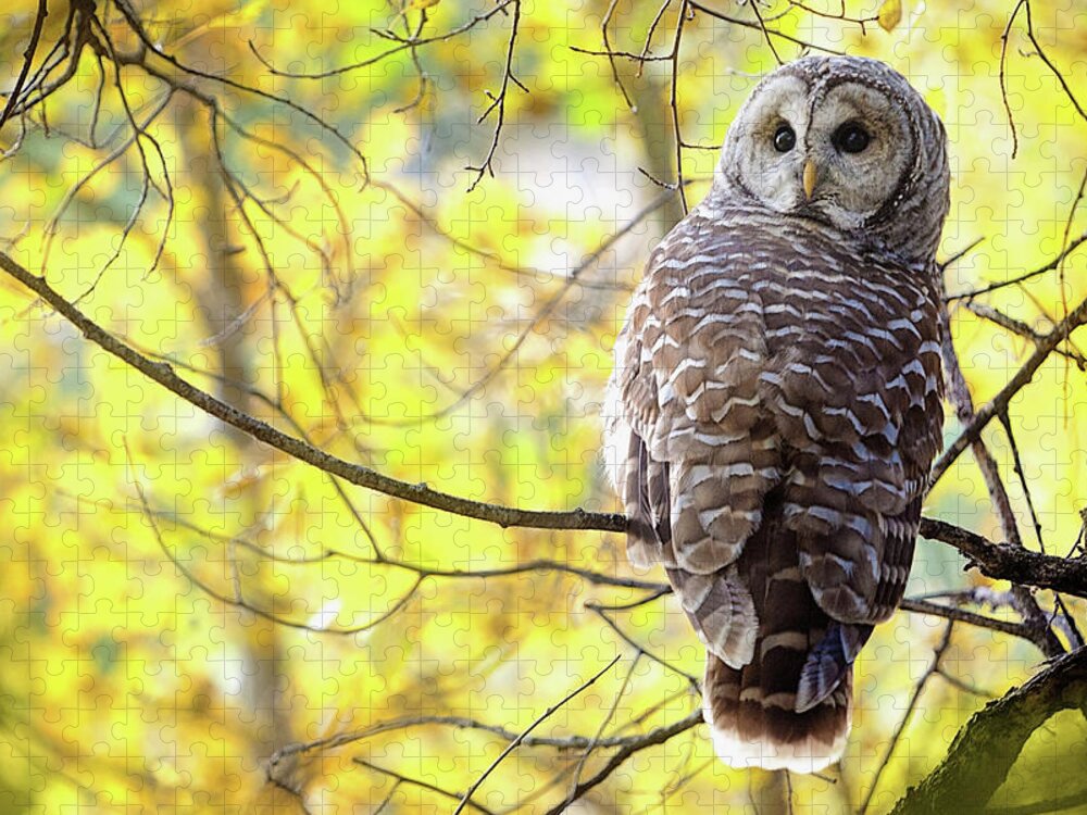 One Animal Jigsaw Puzzle featuring the photograph Barred Owl Strix Varia by Steve Nagy / Design Pics