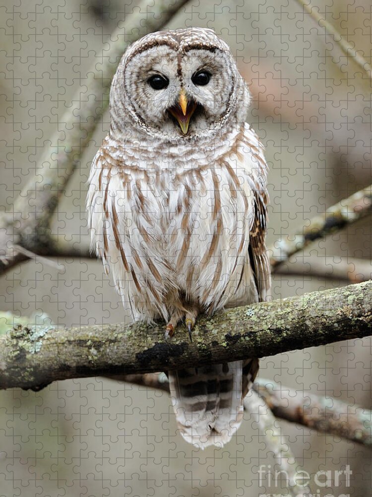 Barred Owl Jigsaw Puzzle featuring the photograph Barred Owl Yawning by Scott Linstead