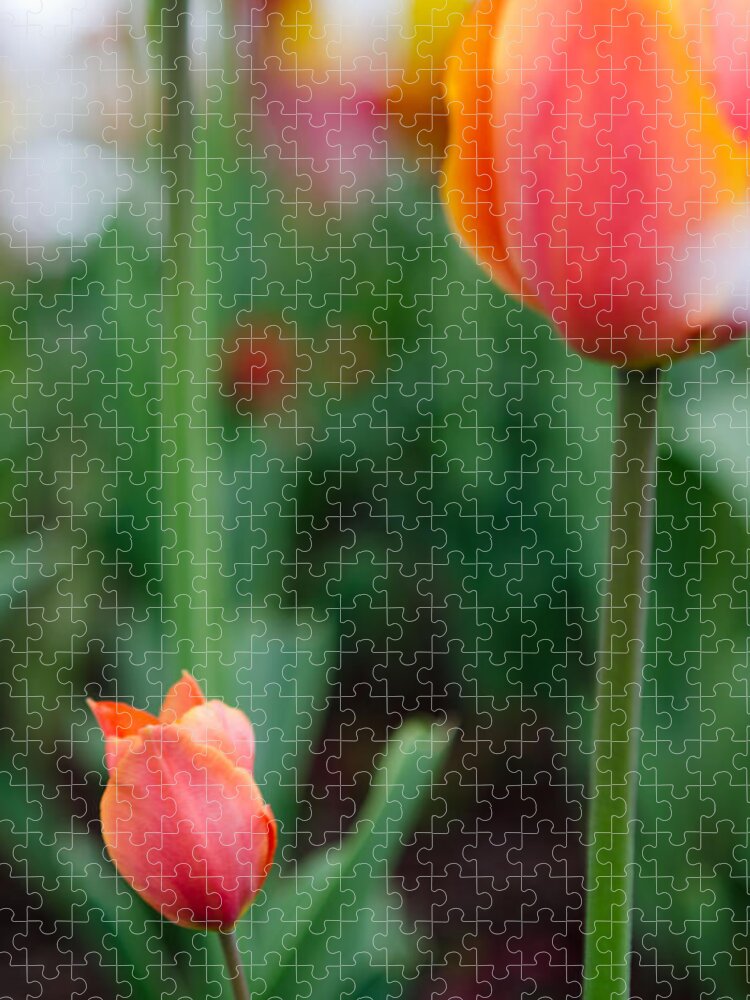 Tulip Jigsaw Puzzle featuring the photograph Be Like Mom by Kathy Paynter