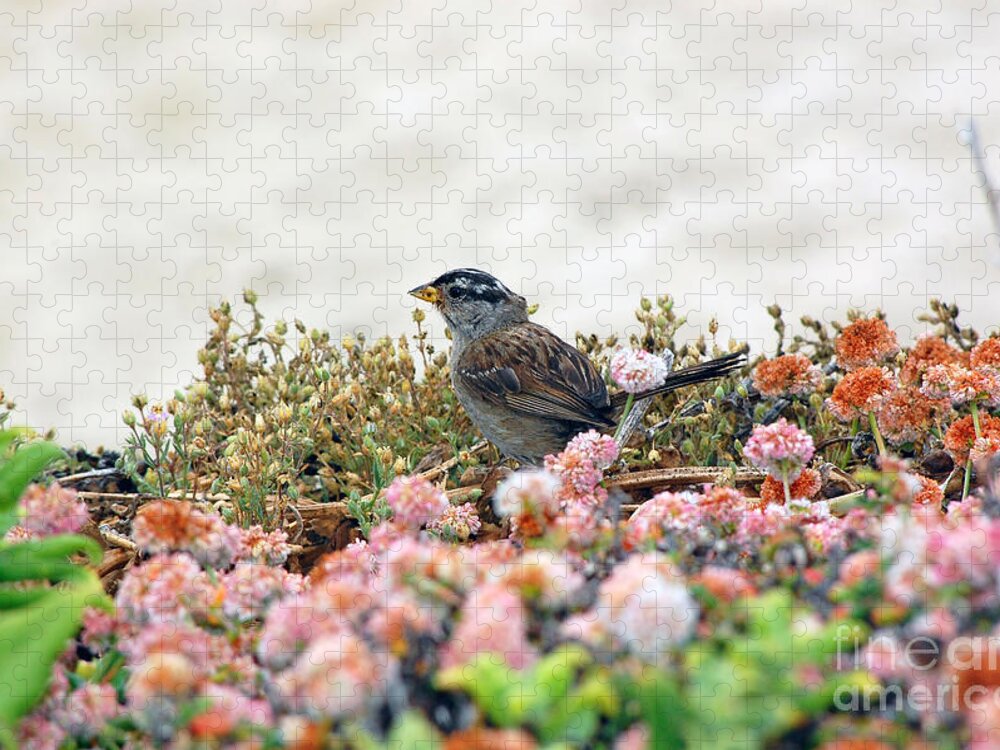 Sparrow Jigsaw Puzzle featuring the photograph Beach Sparrow by Debra Thompson