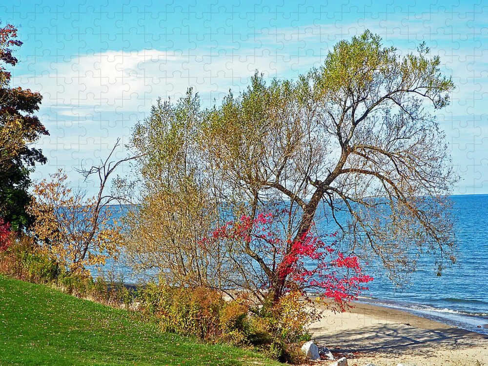 Beach Jigsaw Puzzle featuring the photograph Beach Tree by Aimee L Maher ALM GALLERY