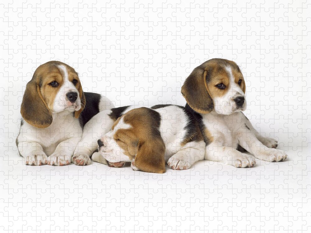 Beagle Jigsaw Puzzle featuring the photograph Beagle Puppies, Row Of Three, Second by John Daniels
