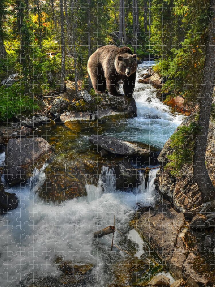 Grizzly Jigsaw Puzzle featuring the photograph Bear Necessity by Ken Smith