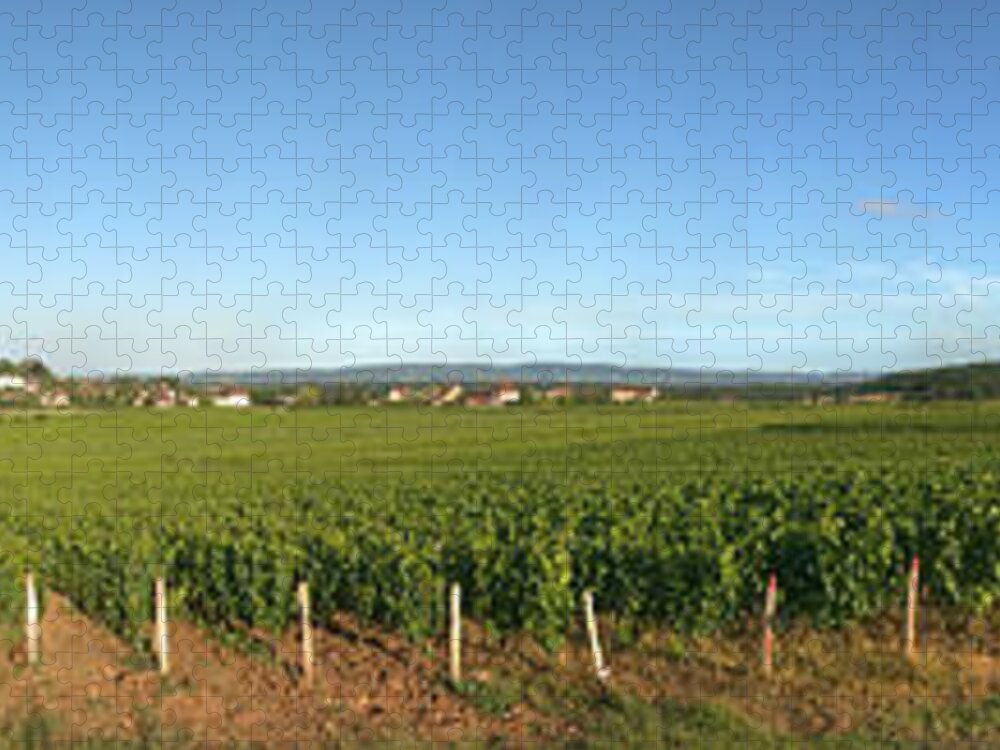 Beaujolais Vineyard, Jully-les-buxy Jigsaw Puzzle by Panoramic Images -  Pixels