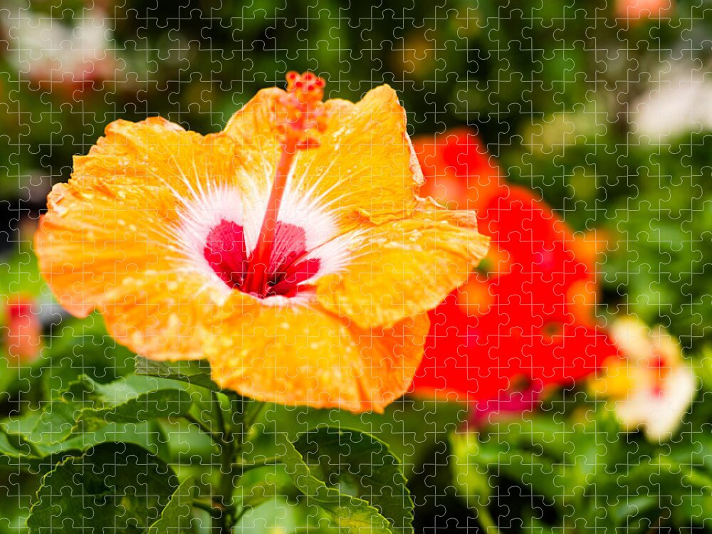 Beautiful Jigsaw Puzzle featuring the photograph Beautiful Hibiscus by Raul Rodriguez