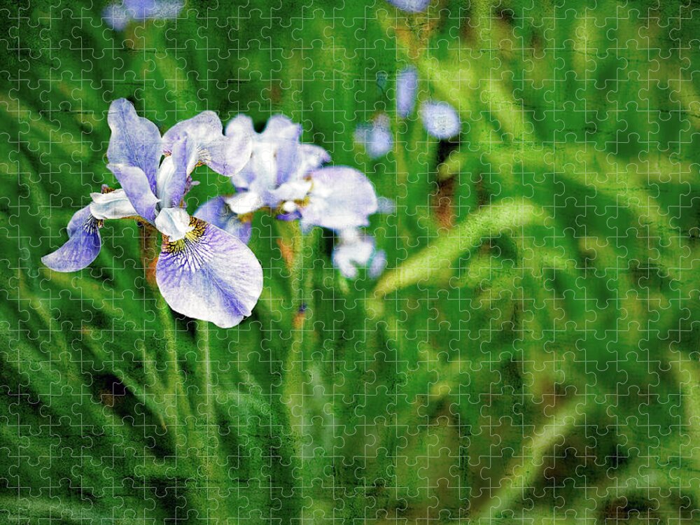 Iris Jigsaw Puzzle featuring the photograph Beautiful Louisiana Hybrid Iris by Marianne Campolongo