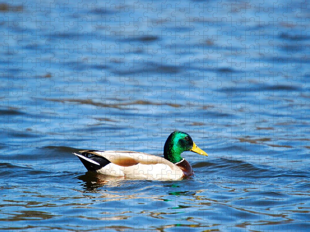 Male Jigsaw Puzzle featuring the photograph Beautiful Male Mallard by Crystal Wightman