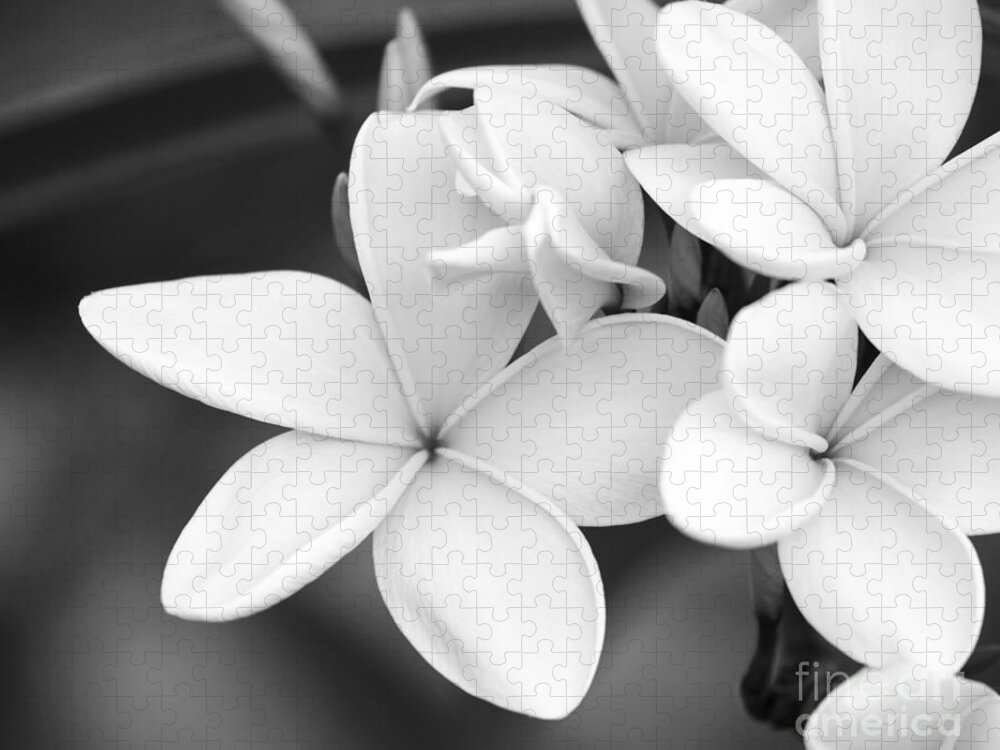 Art Jigsaw Puzzle featuring the photograph Beautiful Plumeria in Black and White by Sabrina L Ryan