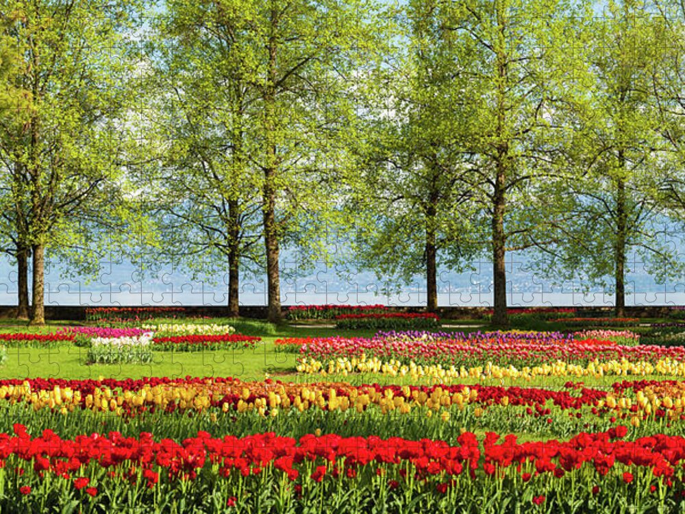 Flowerbed Jigsaw Puzzle featuring the photograph Beautiful Tulip Garden Near Lake Geneva by Xenotar