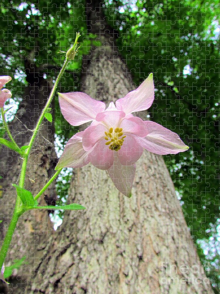 Star Flower Jigsaw Puzzle featuring the photograph Beauty From Below by Elizabeth Dow