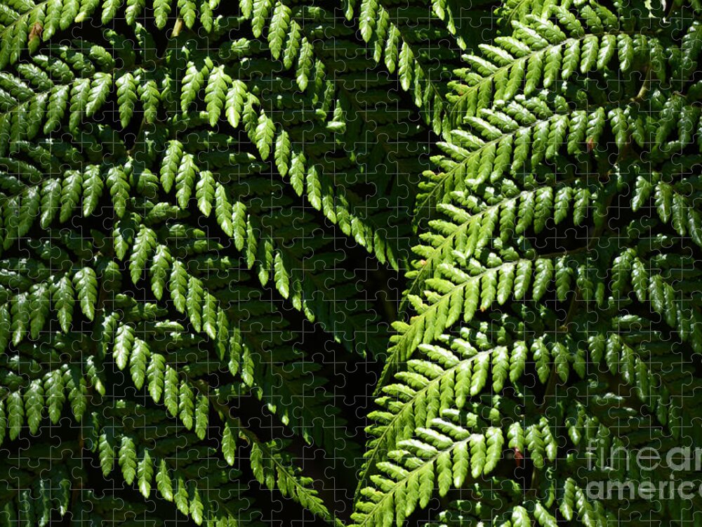 Fern Jigsaw Puzzle featuring the photograph Beauty Of Nature Fern 2 by Bob Christopher