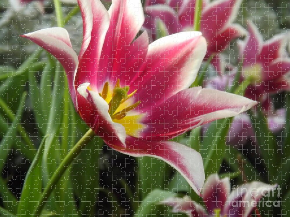 Flower Jigsaw Puzzle featuring the photograph Beauty Within by Lingfai Leung