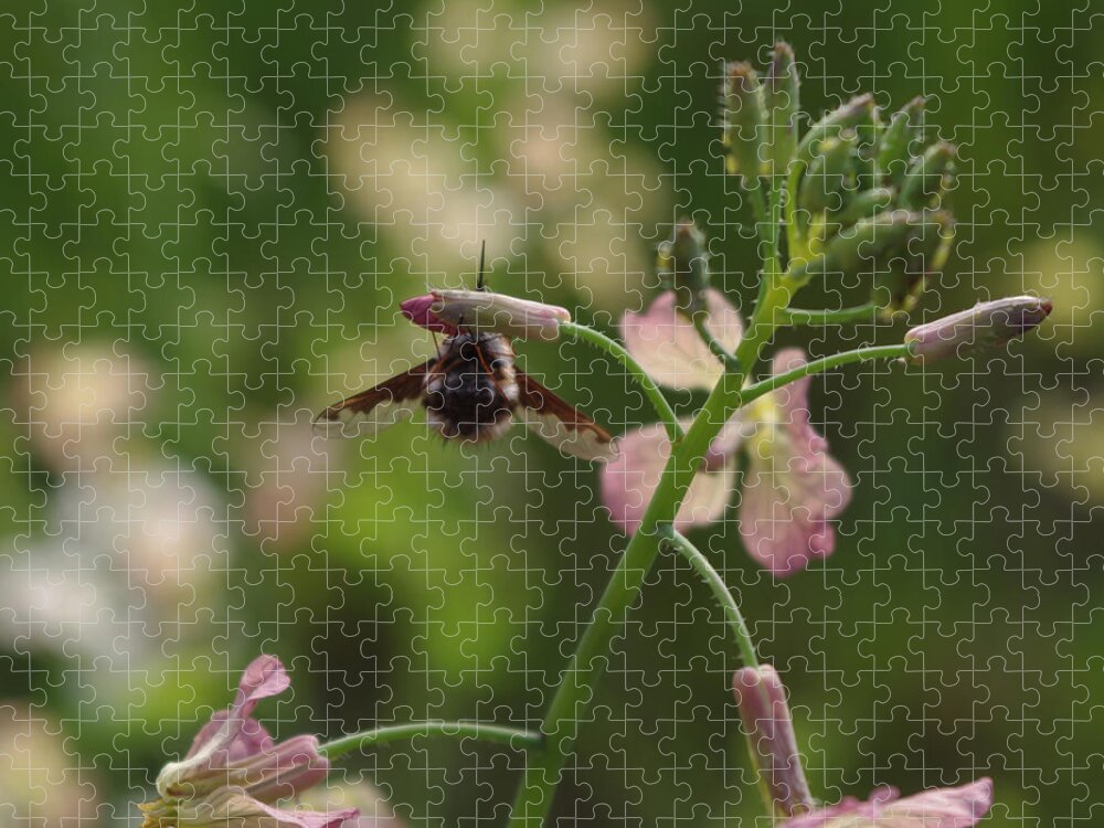 Beefly Jigsaw Puzzle featuring the photograph Pink Mustard flower by Adria Trail