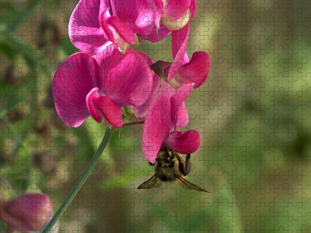 Still Life Jigsaw Puzzle featuring the photograph Bee Hanging Around by Wayne Enslow
