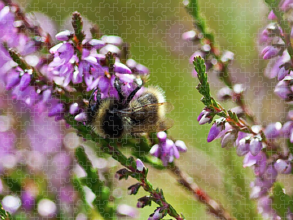 Animal Jigsaw Puzzle featuring the photograph Bee on heather by Roberto Pagani