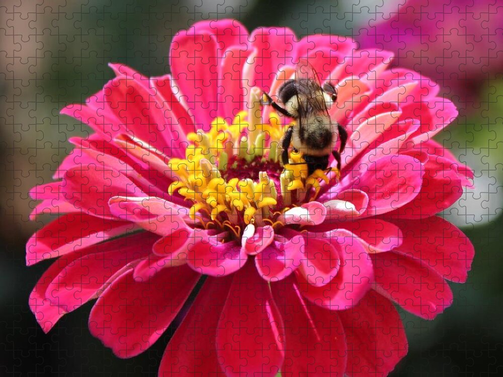 Zinnia Jigsaw Puzzle featuring the photograph Bee On Pink Flower by Cynthia Guinn