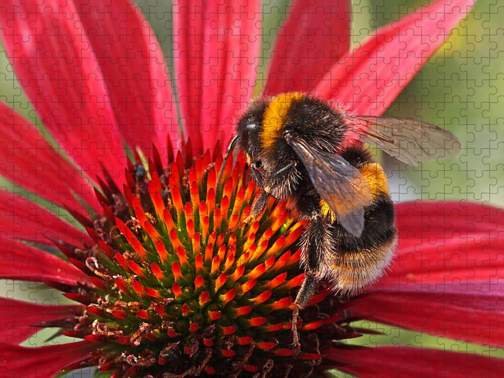 Bee Jigsaw Puzzle featuring the photograph Bee on Red Coneflower 2 by Gill Billington