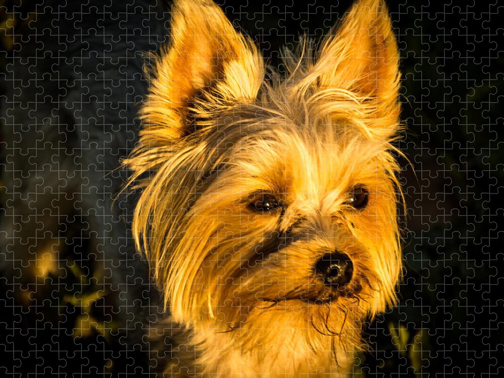 Jay Stockhaus Jigsaw Puzzle featuring the photograph Bella the Wonder Dog by Jay Stockhaus