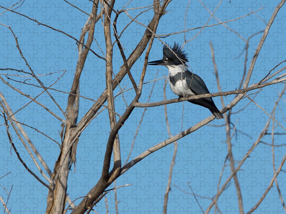 Belted Kingfisher Jigsaw Puzzle featuring the photograph Belted Kingfisher 4 by Ernest Echols