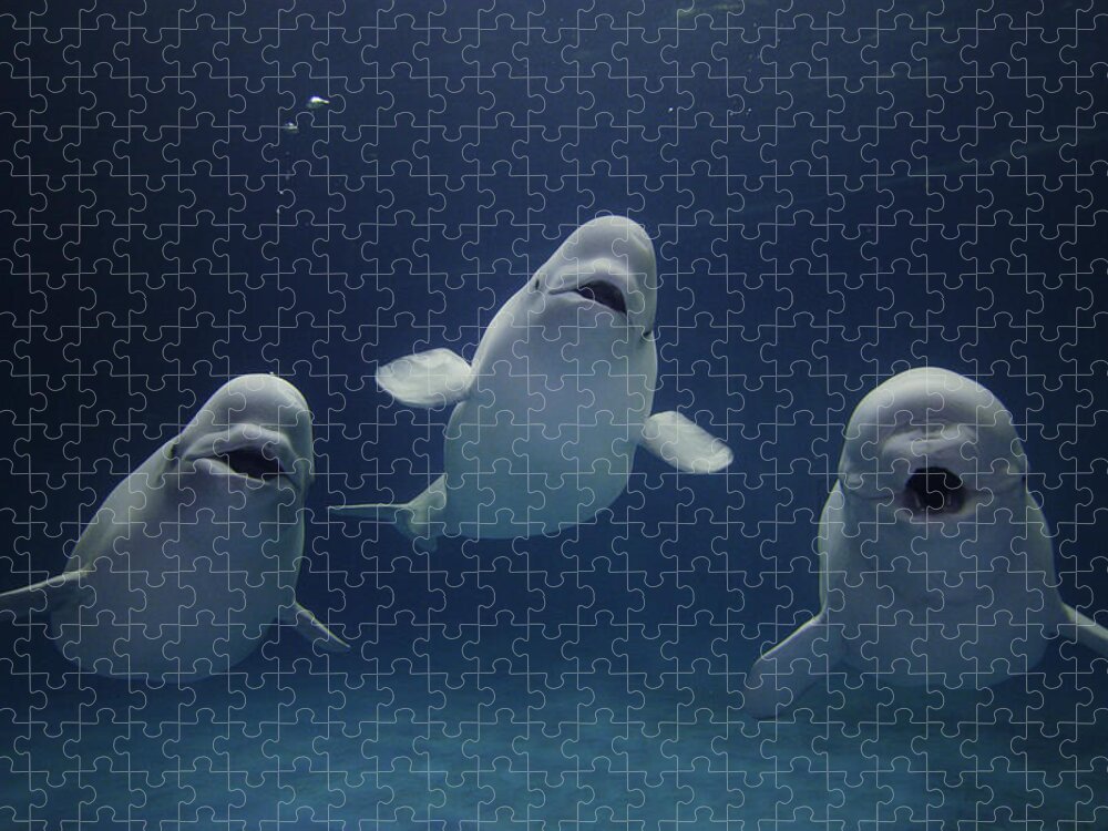 Feb0514 Jigsaw Puzzle featuring the photograph Beluga Whale Trio by Hiroya Minakuchi