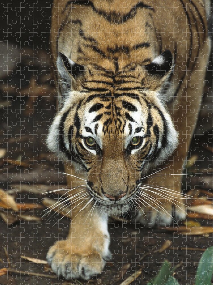 Feb0514 Jigsaw Puzzle featuring the photograph Bengal Tiger Approaching by San Diego Zoo