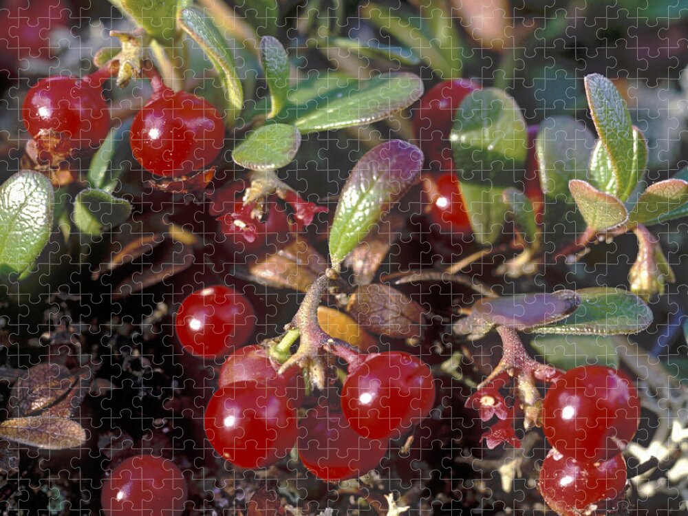 Bacca; Bearberry; Berries; Close-up; Close-up View; Flora; Fruits; Nature; Plant World; Plants Jigsaw Puzzle featuring the photograph Berries by Anonymous