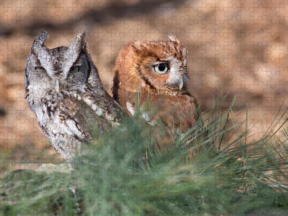 Owl Jigsaw Puzzle featuring the photograph Best Friends by Dale Kincaid