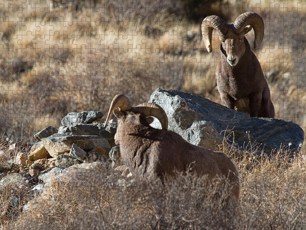 Bighorn Sheep Photograph Jigsaw Puzzle featuring the photograph Between a Rock and a Hard Place by Jim Garrison