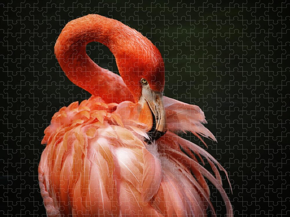 Flamingo Jigsaw Puzzle featuring the photograph Big Bird by Karol Livote