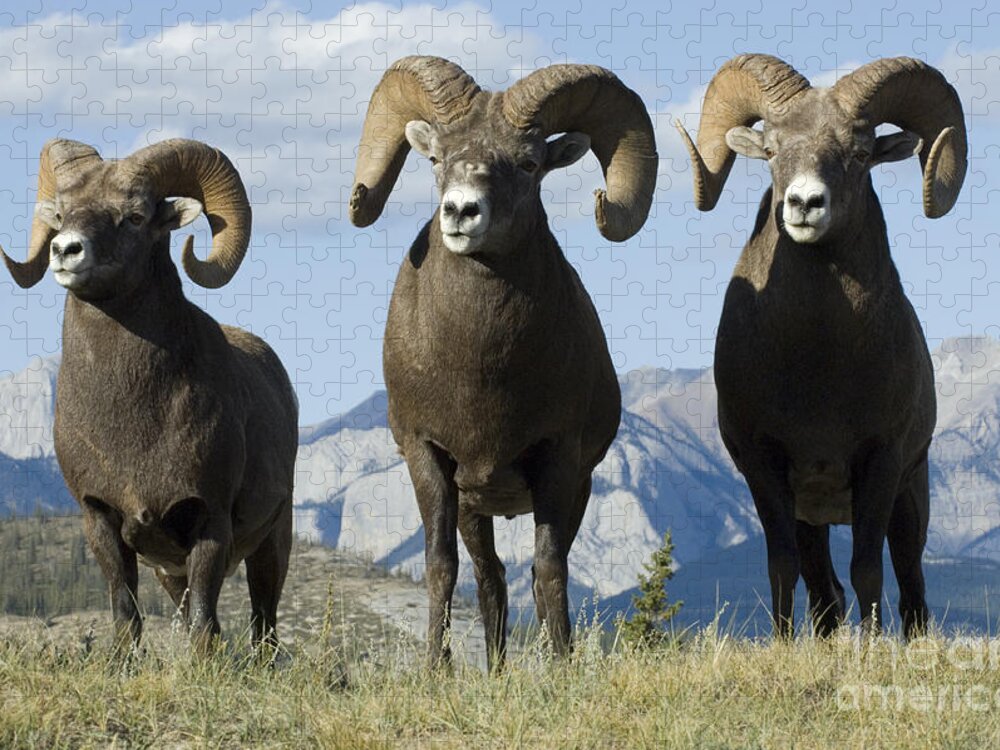 Big Horn Sheep Jigsaw Puzzle featuring the photograph Big Horn Sheep by Bob Christopher