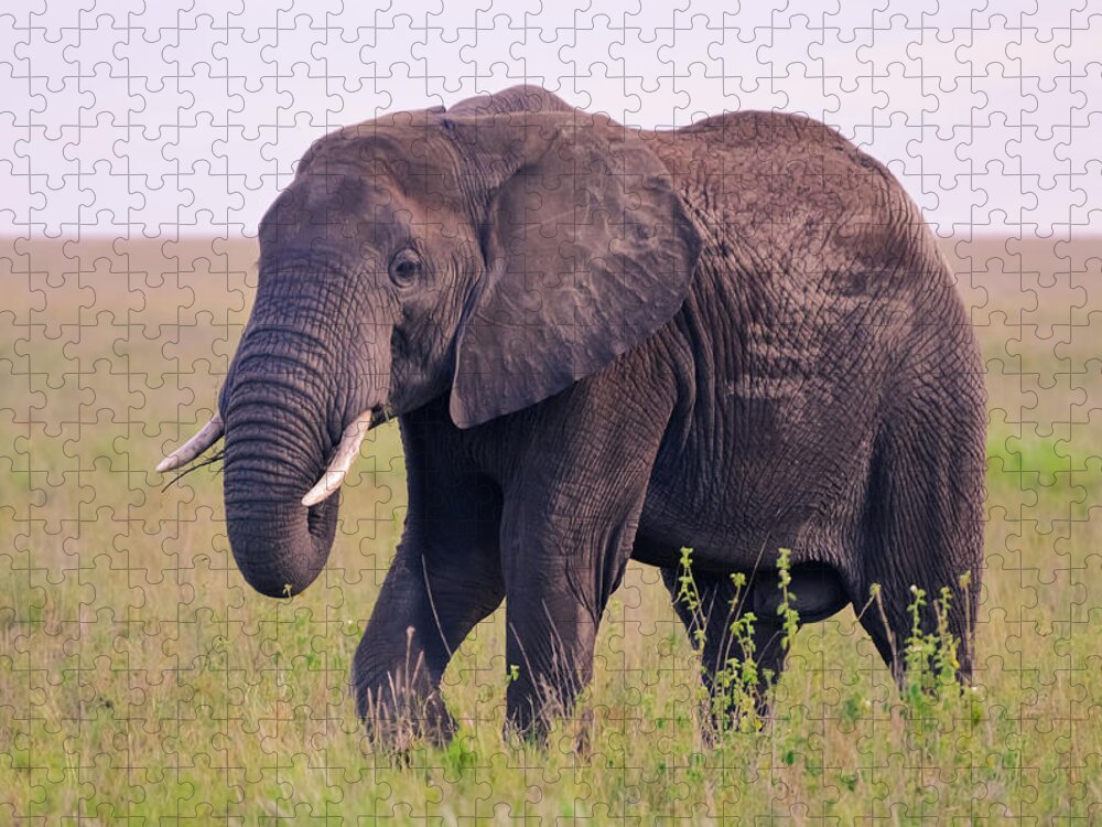 Tanzania Jigsaw Puzzle featuring the photograph Big Wild Elephant Eating In Serengeti by Volanthevist