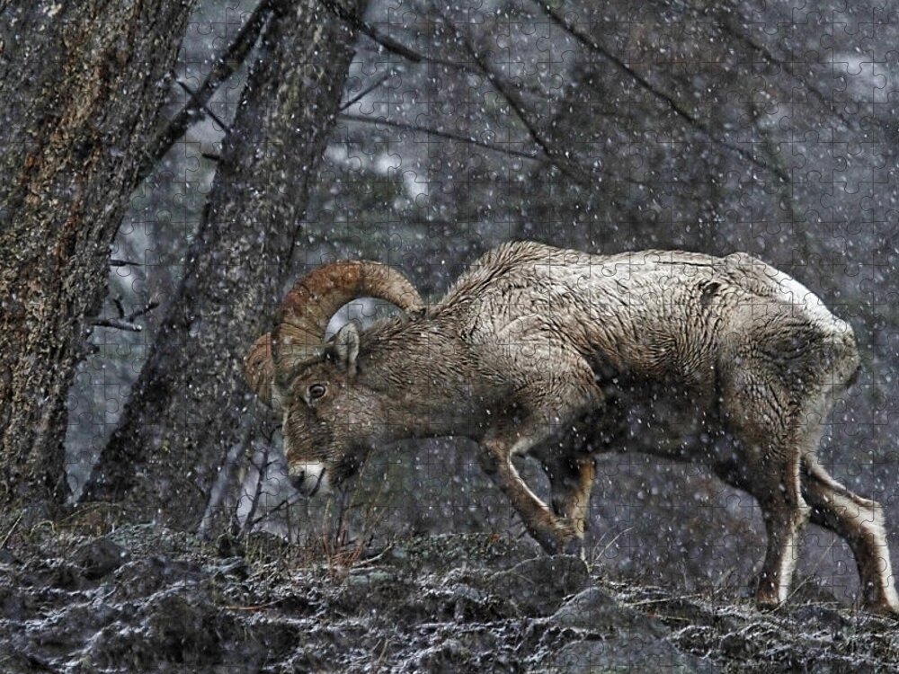 Bighorn Sheep Jigsaw Puzzle featuring the photograph Bighorn Caught In A Blizzard by Athena Mckinzie