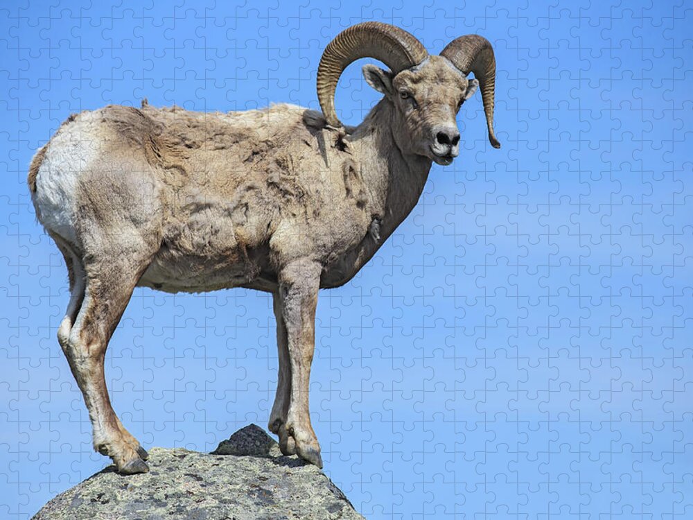 Horned Jigsaw Puzzle featuring the photograph Bighorn Ram On Boulder by Michael J. Cohen, Photographer