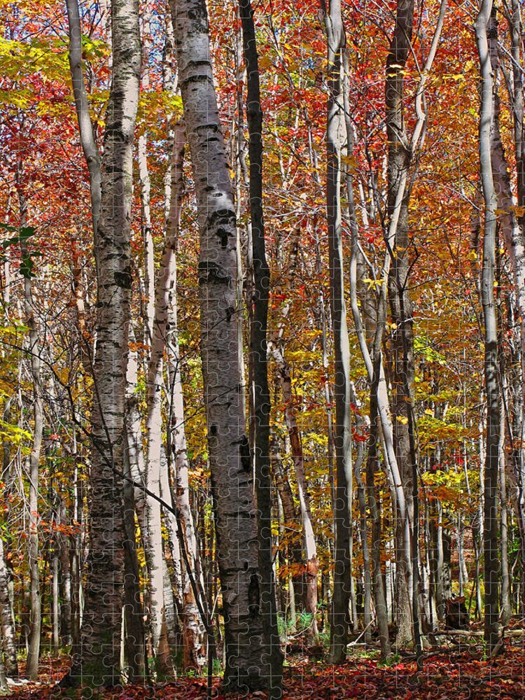 Foliage Jigsaw Puzzle featuring the photograph Birch Trees in Autumn by Juergen Roth