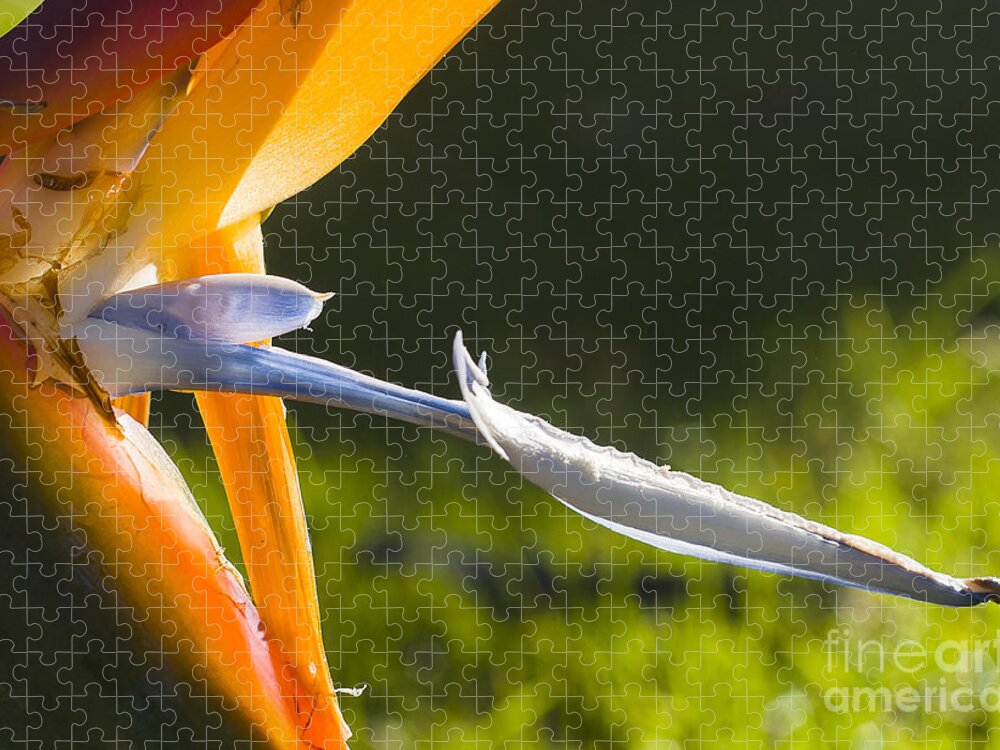 Australia Jigsaw Puzzle featuring the photograph Bird of Paradise by Steven Ralser